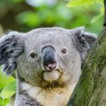 Victoria – nur ein Koala-Nickerchen entfernt