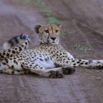 Nationalpark-Safari in Südafrika auf eigene Faust