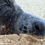 Shell Beach – Nistplatz für Meeresschildkröten