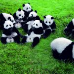 Pandas in Chengdu rund um die Uhr beobachten