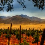 Wine Trails, Wein-Festivals und Winzer in Arizona