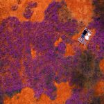 Wildblumen-Saison der Superlative in Westaustralien
