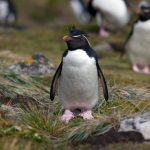 Tierisches Patagonien: Die Pinguine sind los…