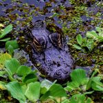 Die Everglades – Floridas grüne Legende