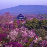 Frühlingshafte Blütenpracht in Jiangsu
