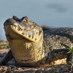 Pantanal – die unversehrte Naturschöneit