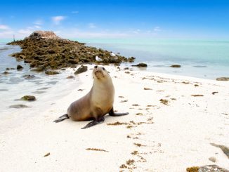 Seal auf der Abrolhos Insel. - Foto: Australia´s Coral Coast