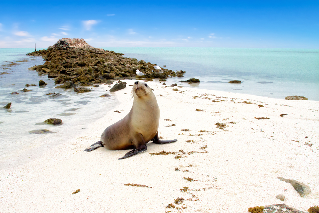 Seal auf der Abrolhos Insel. - Foto: Australia´s Coral Coast