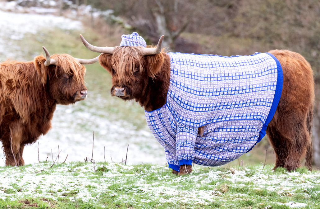 Highland Cattle