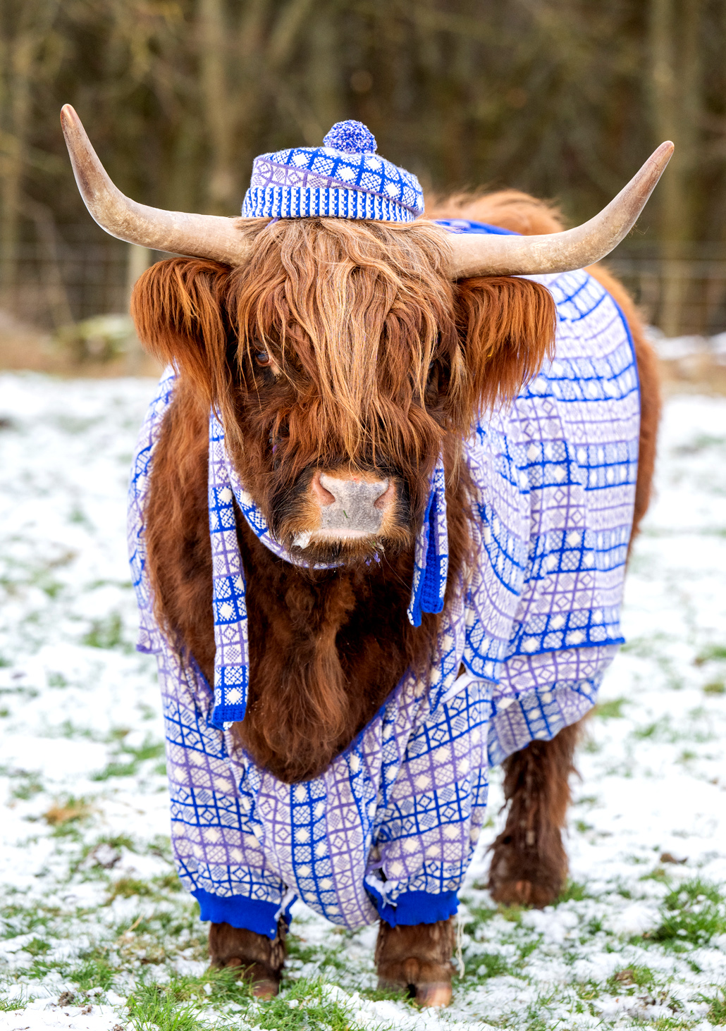 Highland Cattle