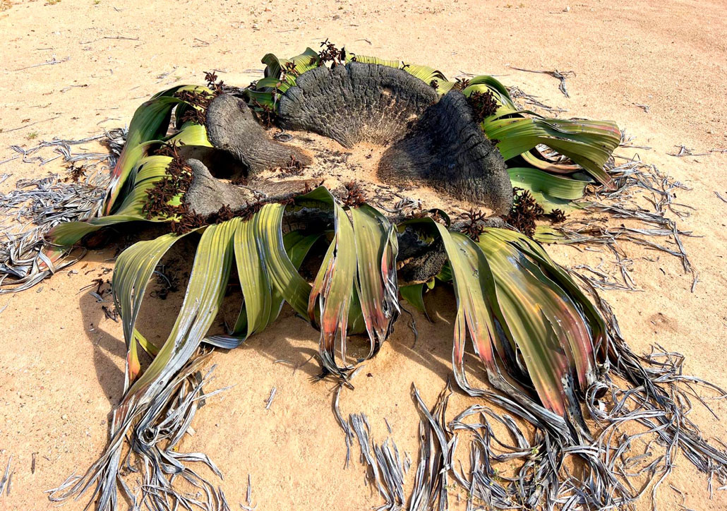Afrikas