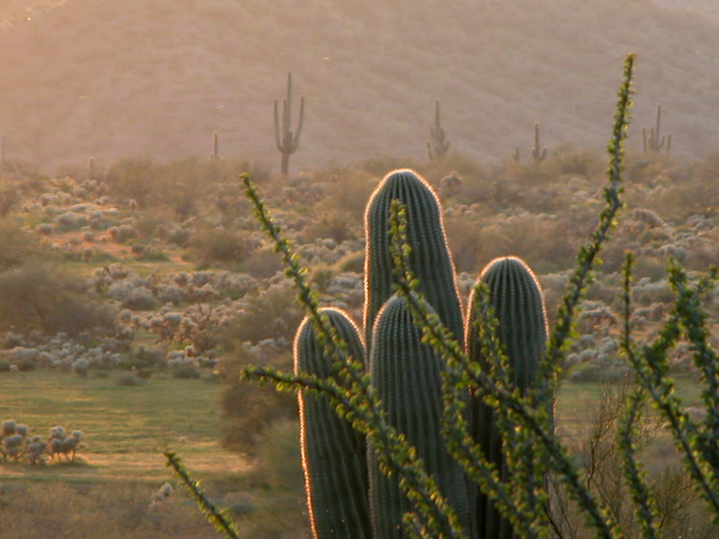 Arizona