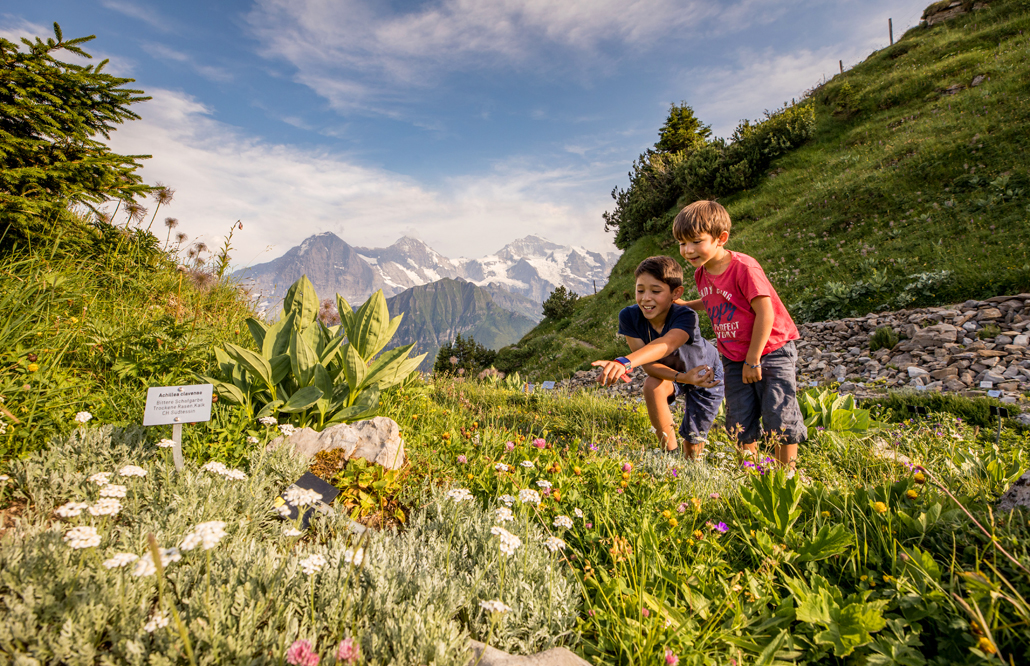 Jungfrau Region