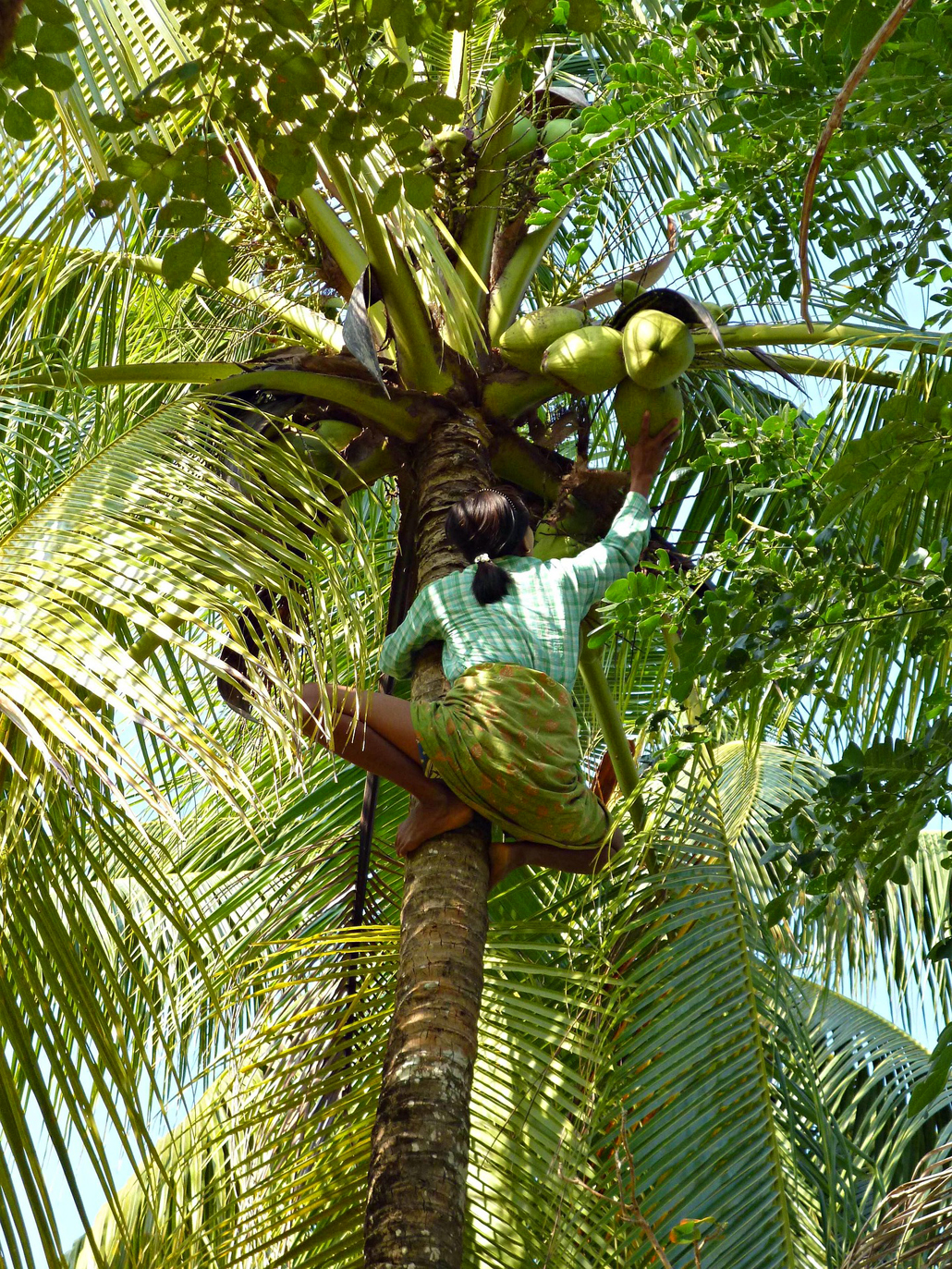 Kokospalmen