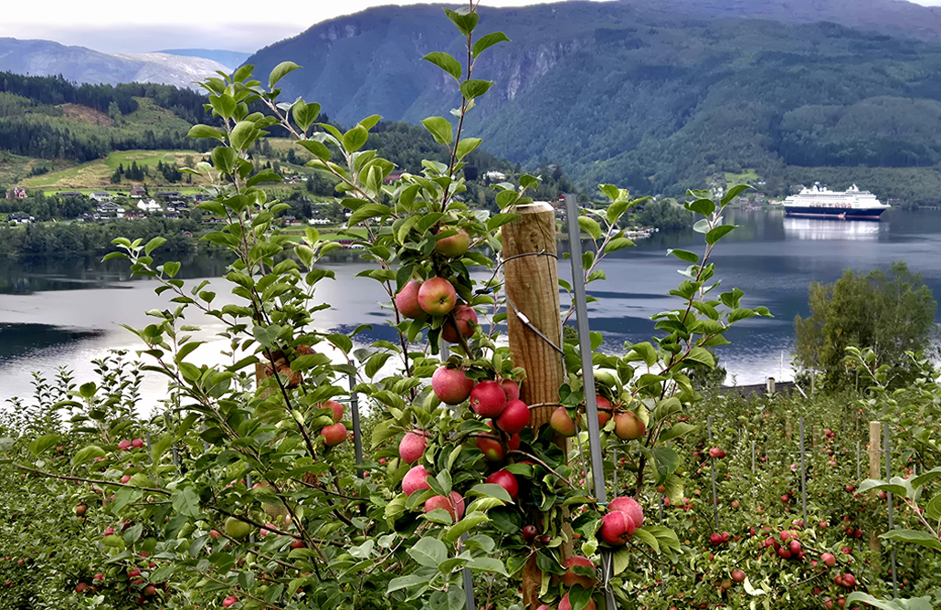 Ulvik