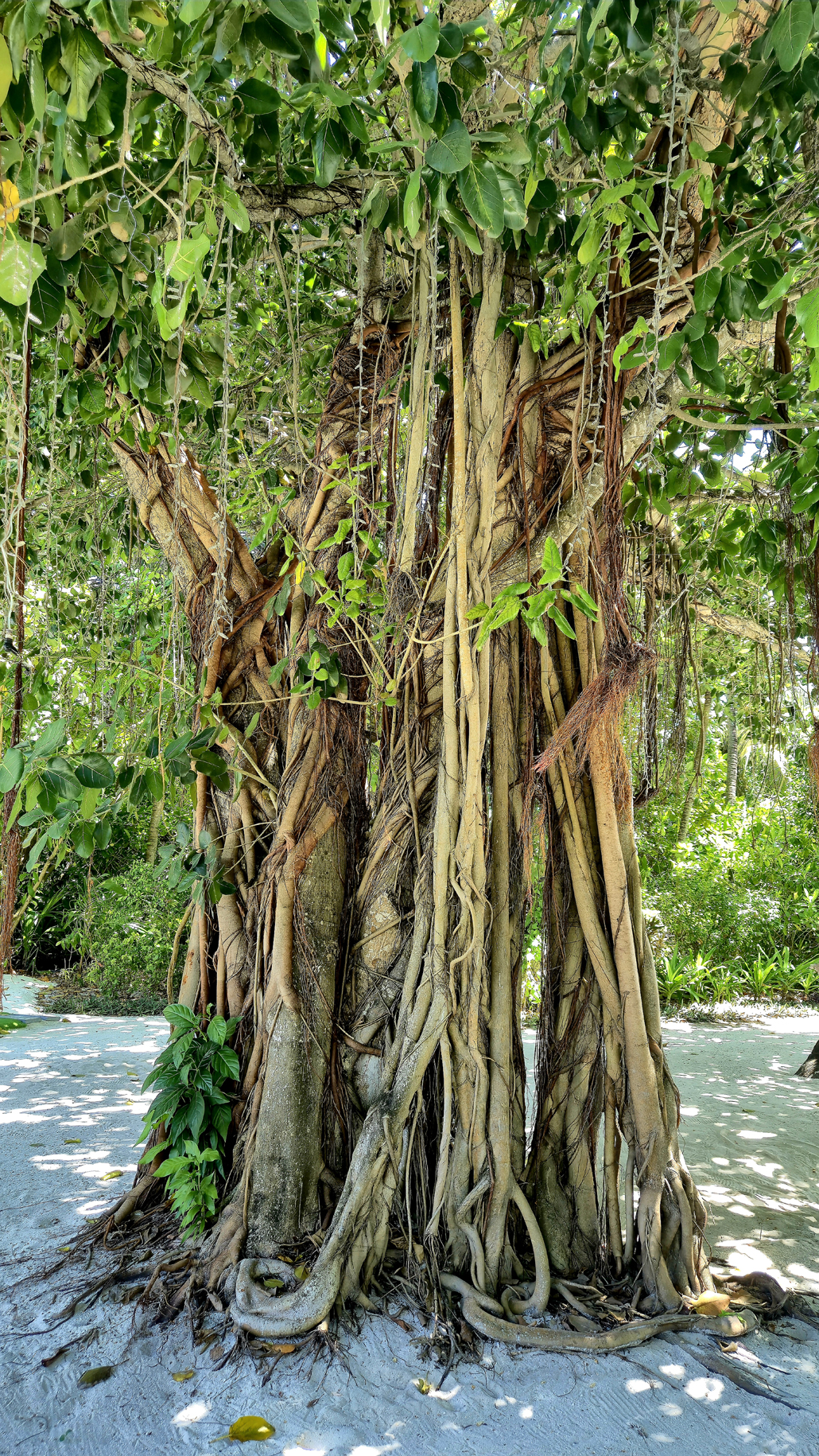 Beeindruckendes Grün findet sich 