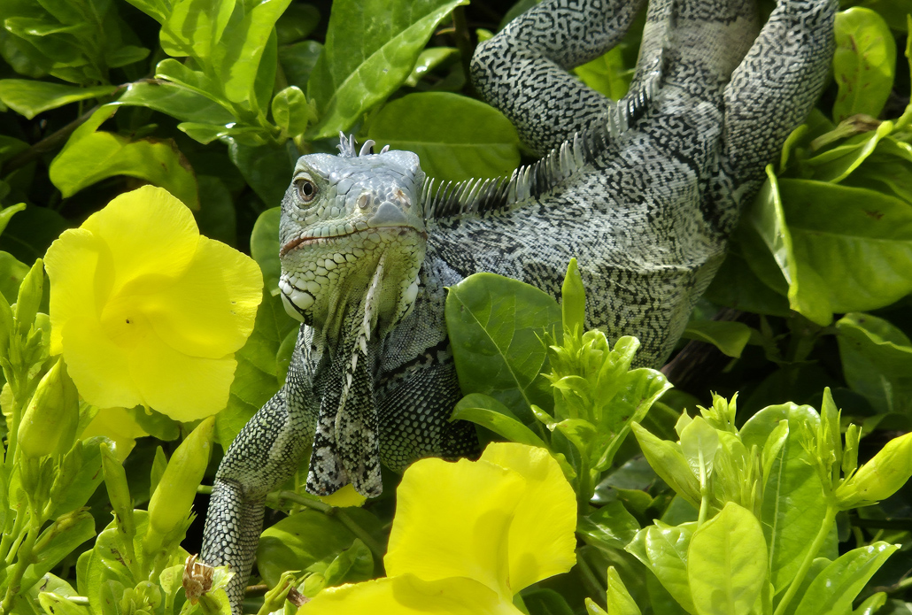 Kas di Pal’i Maishi 