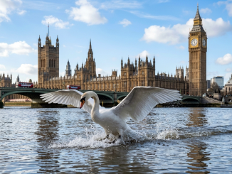 Swan upping