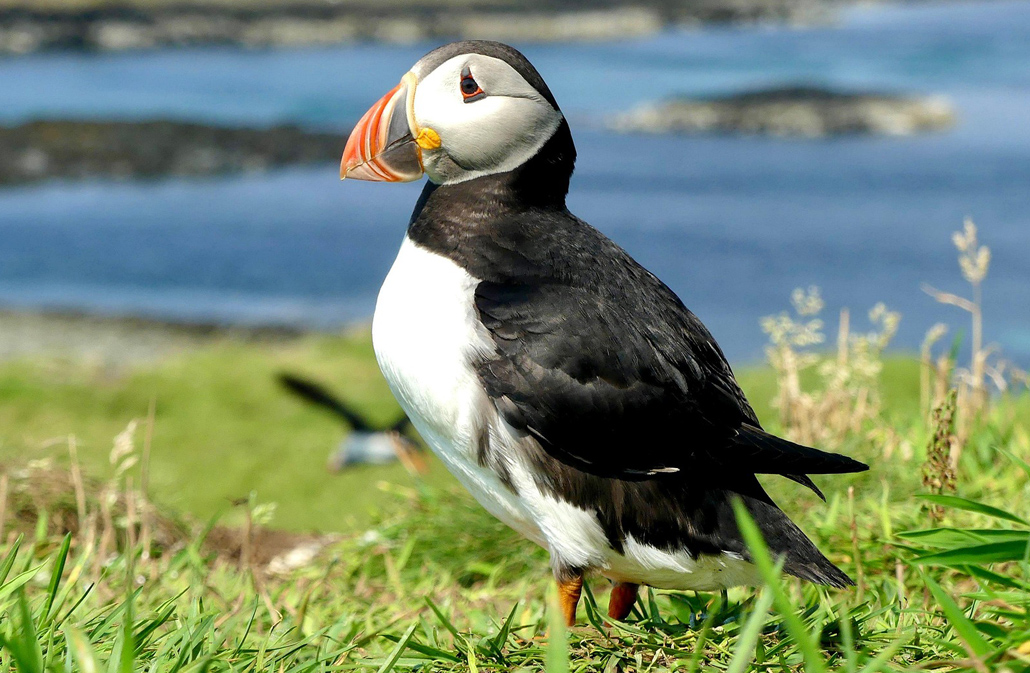 Puffin